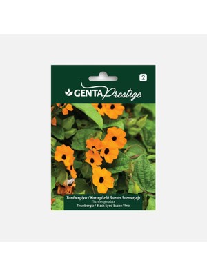 Ozka Concept Genta Prestige Tunbergiya/karagözlü Suzan Sarmaşığı Çiçek