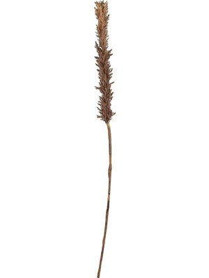 Ozka Concept Villa Kvist Grasses Dark 100 cm Doğal