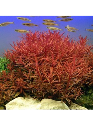 Ozka Concept Nesaea Crassicaulis Saksı Bitki