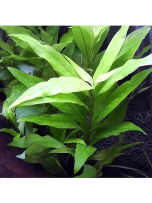 1001 Hygrophila Corymbosa Angustifolia Saksı Canlı Bitki TR-948143