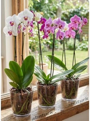 Frefly Store 3 Farklı Orkide Saksısı 1.litre-1,6.litre-3.litre Altı Tabaklı Şefaf Orkide Saksısı Ø12-14-18CM