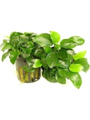 Frefly Store Canlı Bitki, Anubias Nana, 5-6 Yapraklı, Su Bitkisi