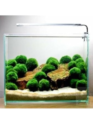 Frefly Store Canlı Marimo Moss Ball Yosun Topu - 2-3cm