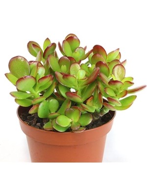 Crassula Ovata, Para Çiçeği, Şans Agaçı Large