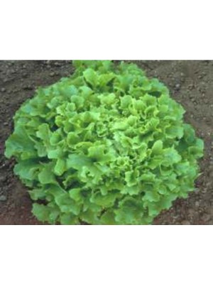 Marul Arapsaçı Tohumu - 10 gr Sağlıklı ve Lezzetli