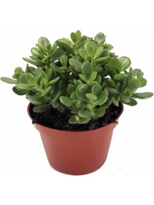 Crassula Ovata, Para Çiçeği, Şans Agaçı Jumbo Bpy