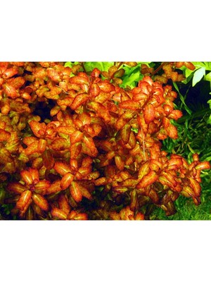 Uravas Store Ludwigia Senegalensis Guinea Saksı Canlı Bitki