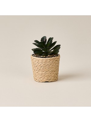 Evidea Deco Hasır Saksı Yapay Sukulent - Bej / Yeşil - 10X6 cm