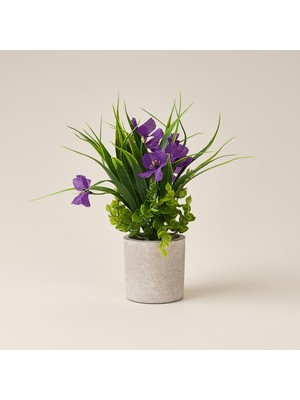 Evidea Deco Saksılı Petunya - Mor - 28 cm