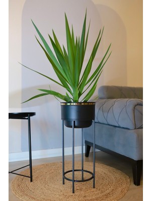 Empressco Metal Saksı Ayaklı Çiçeklik Dekoratif Siyah Saksı Vazo Saksılık 62X26CM