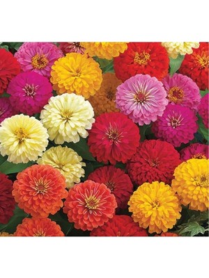 Odea Karışık Renkli Büyük Çiçekli Zinnia Tohumu - 5 Tohum