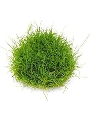 Odea Eleocharis Parvulus In Vitro - Canlı Bitki 200CC