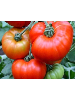 Die Grup Doğal Marmande Domates Tohumu