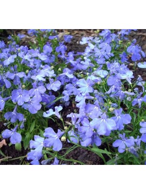 Die Grup Lobelya Tohumu (Çok Çiçekli) - Mavi Renkli - 10 Tohum