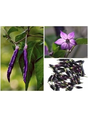 Die Grup Tohum Dünyam 20 Adet Organic Purple Cayenne Biber Tohumu