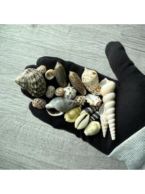Die Grup 20 Adet Karışık Doğal Deniz Kabuğu – Dekoratif ve Koleksiyonluk