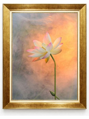 Tablore Pembe Lotus Çiçeği Estetik ve Modern Çerçeveli Kanvas Tablo
