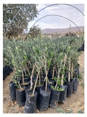 Çiçek Life Kalamata Zeytin Fidanı 1,5 Yaş 70 cm 1 Metre Boy