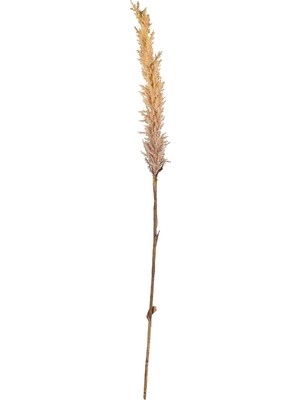Zemira Villa Kvist Grasses Light 100 cm Doğal