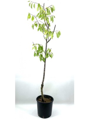 Esranın Dünyası Nura Botanik Vişne (Kütahya) Fidanı 2-3 Yaş, 90 Cm, Bol Verimli, Soğuğa Dayanıklı