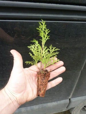 Esranın Dünyası Gardenbox Yeşil Yapraklı Leylandi Çam Ağacı Fidanı, 10-25 Cm, 10 Adet, Bahçe Peyzaj Fidanı