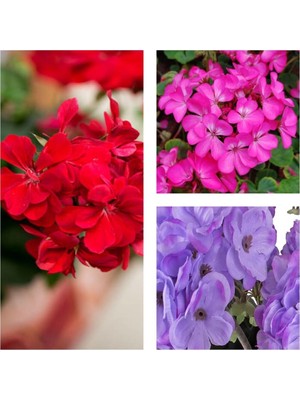 Esranın Dünyası Gardenbox Karışık Renk 3 Adet Sardunya Çiçeği Fidanı, 30-60 Cm, Saksılı, Geranium
