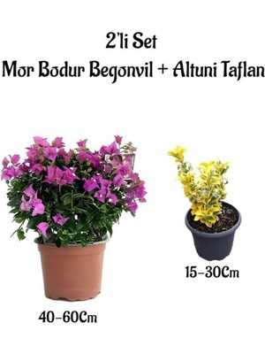 Esranın Dünyası Bodur Mor Renk Begonvil Çiçeği+Altuni Taflan 2'li Set Saksılı Dış Mekan Bitkisi, BTS0001NA1302