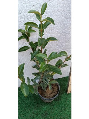 Esranın Dünyası Videolu Dış Mekan 1 Adet Çit Bitkisi Fidanı 50-80CM Saksılı (Viburnum Tinus Lucidum)