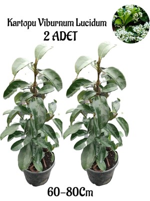 Esranın Dünyası Kartopu Viburnum Lucidum 2 Adet 60-80 cm Saksılı Dış Mekan Bahçe Peyzaj Çit Bitkisi, BTS011705NA10