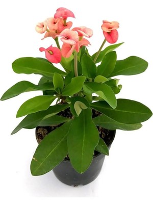 Esranın Dünyası Videolu Pembe Alacalı Milli Dikenler Tacı 1 Adet Saksılı 25-45 cm (Euphorbia)