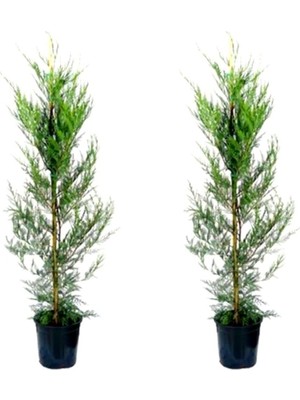 Esranın Dünyası Videolu Leylandi Çit Bitkisi 2 Adet Saksılı/tüplü 20-40CM (Cupressocyparis Leylandii)