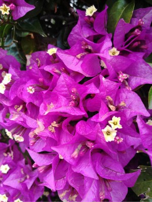 Esranın Dünyası Nura Botanik Mor Begonvil Çiçeği Fidanı, 70-110 cm Saksılı, Dış Mekan Purple Bougainvillea