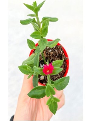 Esranın Dünyası Gardenbox Buz Çiçeği Fidesi, 10 Adet Saksılı, 5-10 Cm, Delosperma