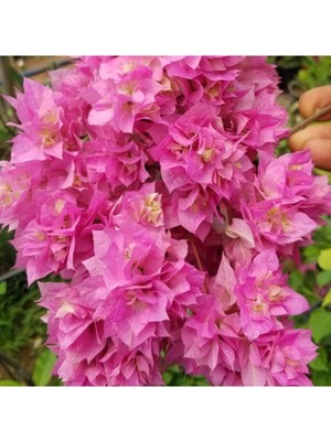 Esranın Dünyası Begonvil Gelin Duvağı Fidanı, Saksıda Bougainvillea Bahçe Balkon Teras