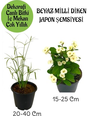 Esranın Dünyası Nura Botanik Japon Şemsiyesi Saksılı + Beyaz Milii Dikenler Tacı Saksılı Salon Bitkisi Seti, 2 Adet