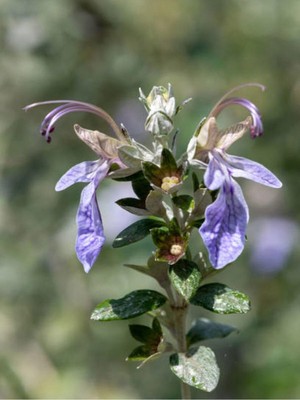 Esranın Dünyası Videolu Zeytin Çalısı 5 Adet Dekoratif Peyzaj Bitkisi Saksılı/tüplü 30-65 cm (Teucrium Fruticans)