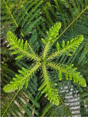 Esranın Dünyası Nura Botanik Salon Çamı Fidanı, 1 Adet, 20-40 Cm, Saksılı, Iç/dış Mekan Bitkisi, Araucaria
