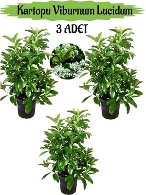Esranın Dünyası Nura Botanik Kartopu Viburnum Lucidum, 3 Adet, 80-100 Cm, Saksılı, Dış Mekan Bahçe Peyzaj Çit Bitkisi