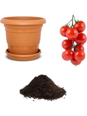 Esranın Dünyası Gardenbox Nadir Erkenci Salkım Domates Tohumu, 10 Adet Ekim Seti, Toprak ve Saksı Dahil