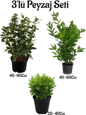 Esranın Dünyası Viburnum(Kartopu) Fidanı+Defne Fidanı+Çalı Şimişiri 3'lü Bahçe Peyzaj Seti, BTS0001NA1549
