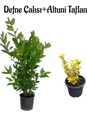 Esranın Dünyası Nura Botanik Defne Çalısı Fidanı 40-60CM + Altuni Taflan 30-40CM 2'li Set Saksılı Bahçe Bitkisi