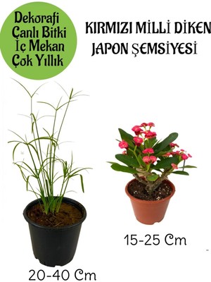 Esranın Dünyası Nura Botanik Japon Şemsiyesi Saksılı + Kırmızı Milii Dikenler Tacı Saksılı Iç Mekan Bitkileri Seti