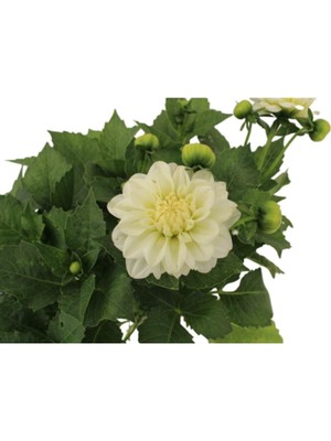 Esranın Dünyası Nura Botanik Dahlia Yıldız Çiçeği Beyaz Renk, 15CM Saksı, Dış Mekan Balkon Bahçe Peyzaj Bitkisi