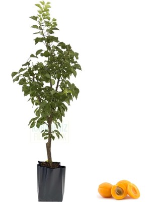 Esranın Dünyası Serada Decor & Plant Ninfa Kayısı Tüplü Fidan, Aşılı Meyve Fidanı