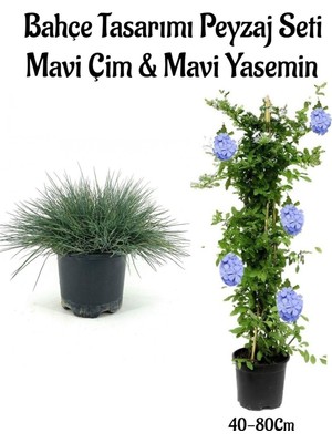 Esranın Dünyası Nura Botanik Mavi Çim ve Mavi Yasemini Çiçeği Bahçe Seti, 2 Adet Saksılı, 10-20 cm