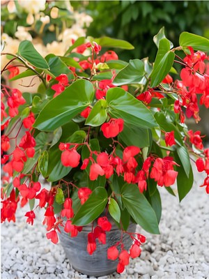 Esranın Dünyası Videolu Kırmızı Begonya Küçük Hanım Çiçeği 1 Adet Saksılı 30-40 cm Iç Mekan Bitkisi (Red Begonia)
