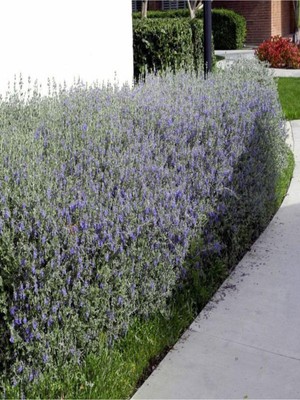 Esranın Dünyası Serada Decor & Plant Teucrium Fruticans Dekoratif Zeytin Çalısı, 30-45 Cm, 5 Adet Saksılı