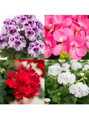 Esranın Dünyası Gardenbox Rengarenk 4 Adet Sardunya Çiçeği Fidanı, 15-30CM Saksılı, Geranium