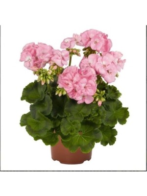Esranın Dünyası Bitkim Sende Canlı Saksılı Sardunya Çiçeği Fidanı, Pudra Pembe, 10-20 cm