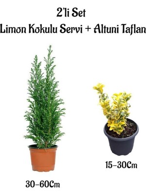 Esranın Dünyası Gardenbox Limon Kokulu Servi Ağacı Fidanı + Altuni Taflan 2'li Set, Saksılı Dış Mekan Bitkisi